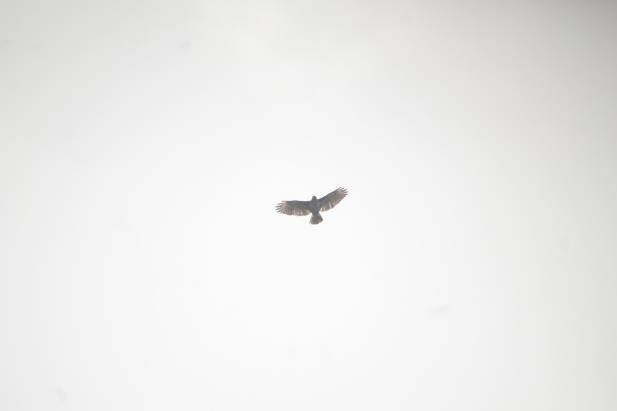 Madagascar Buzzard - ML611994420