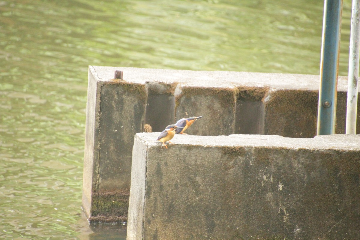 Malagasy Kingfisher - ML611994421