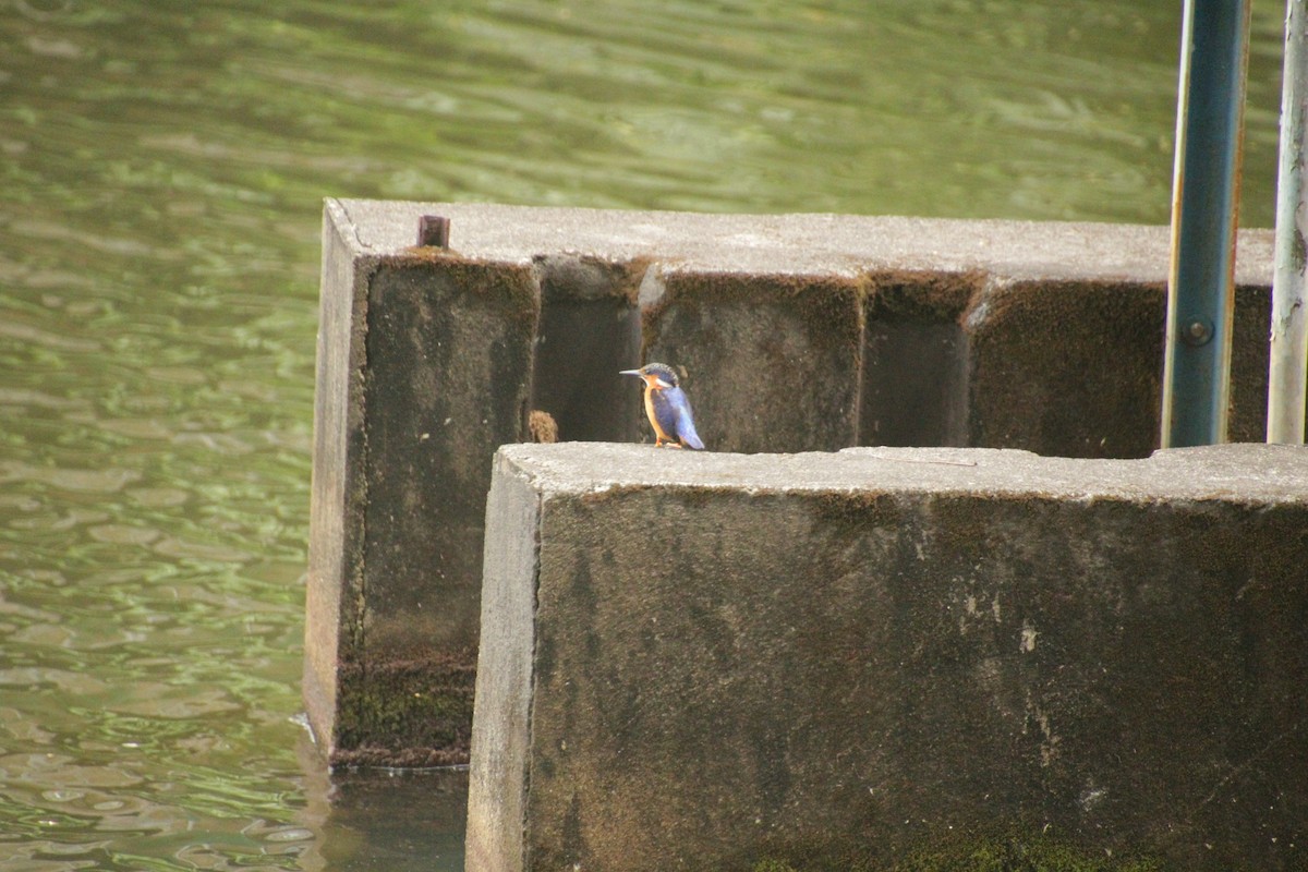 Malagasy Kingfisher - ML611994422