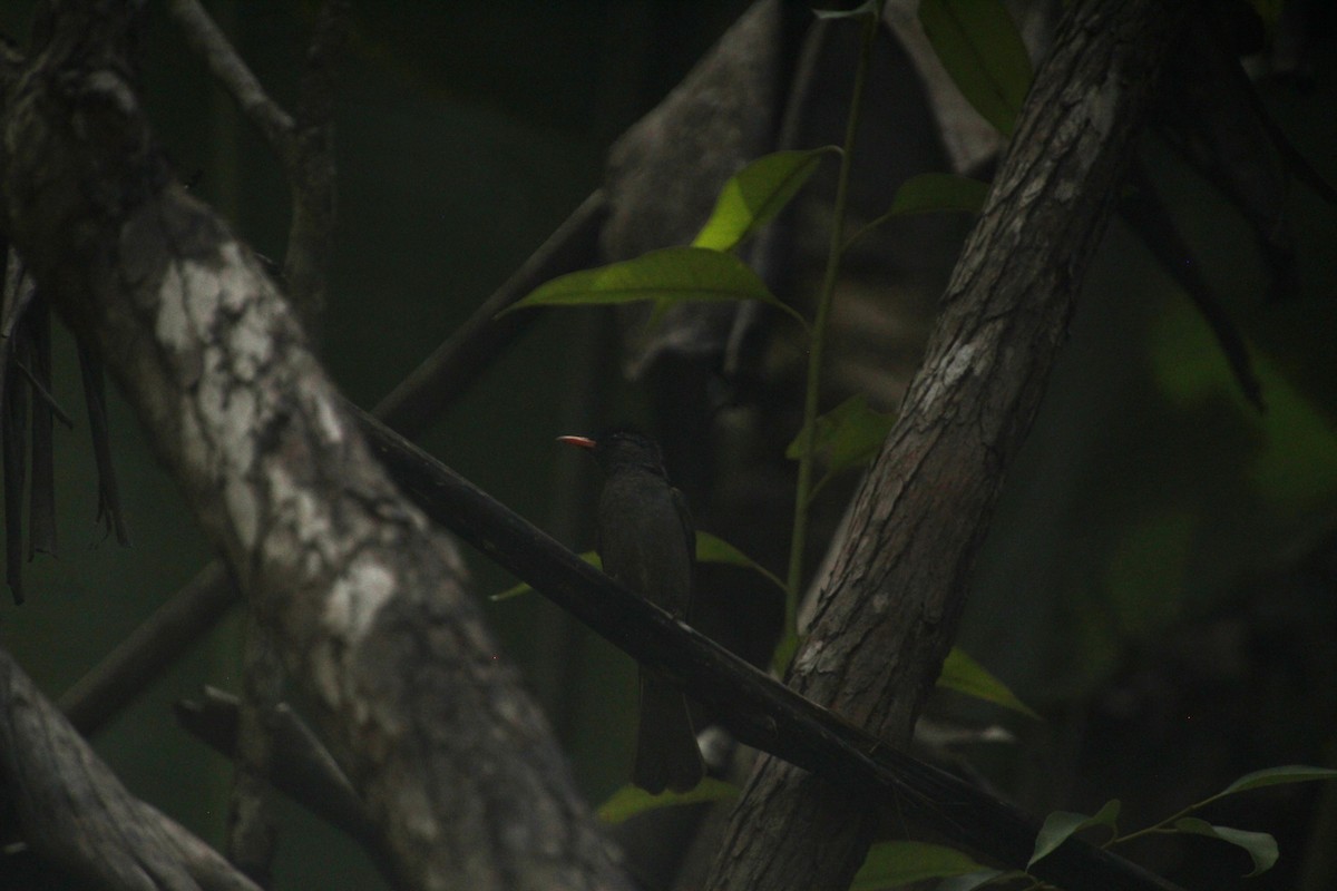 Malagasy Bulbul - ML611994424