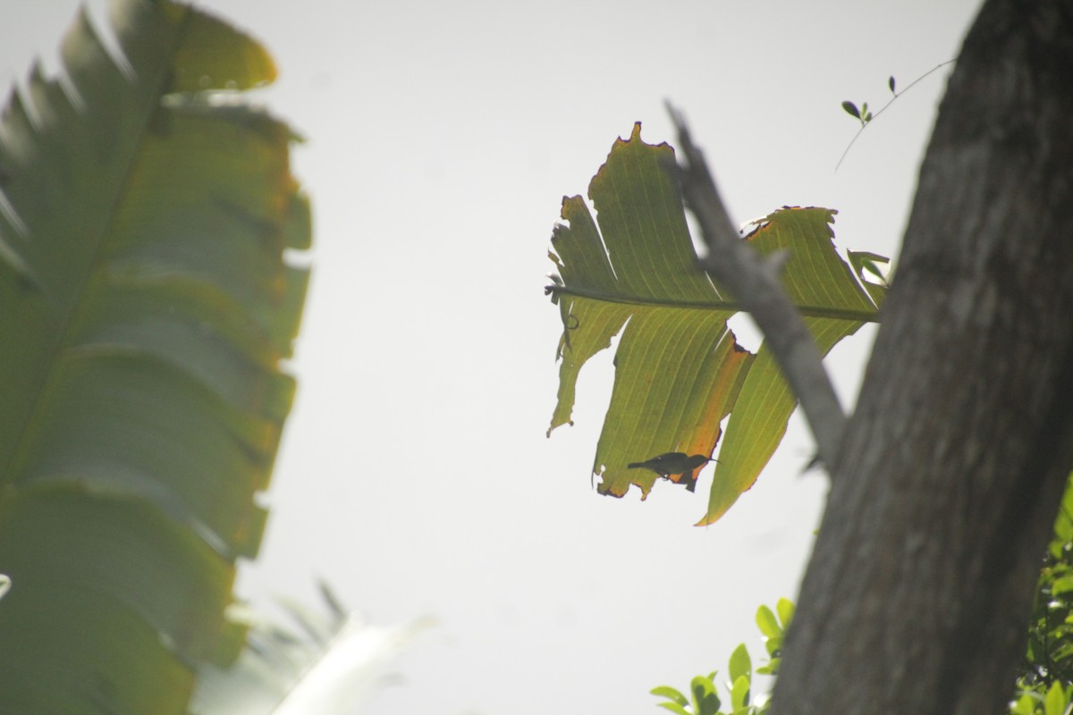 Souimanga Sunbird - ML611994428