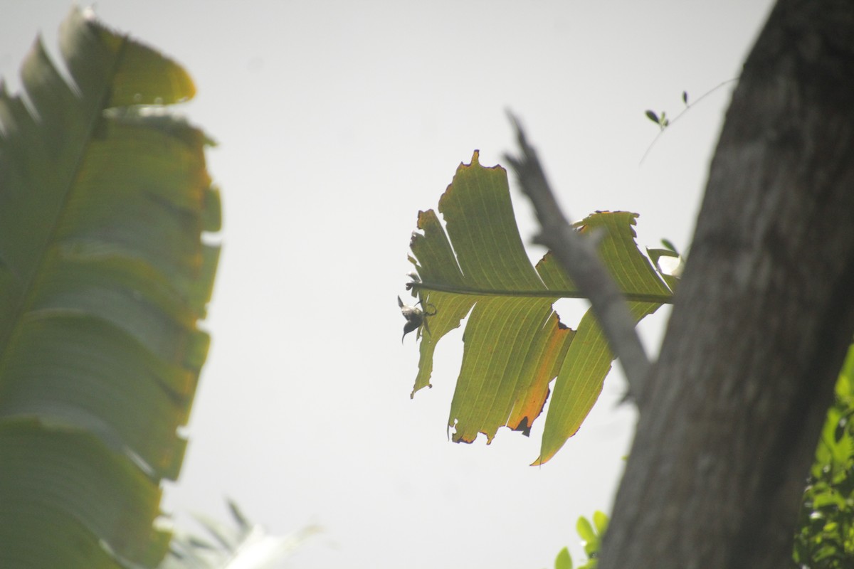 Souimanga Sunbird - ML611994429