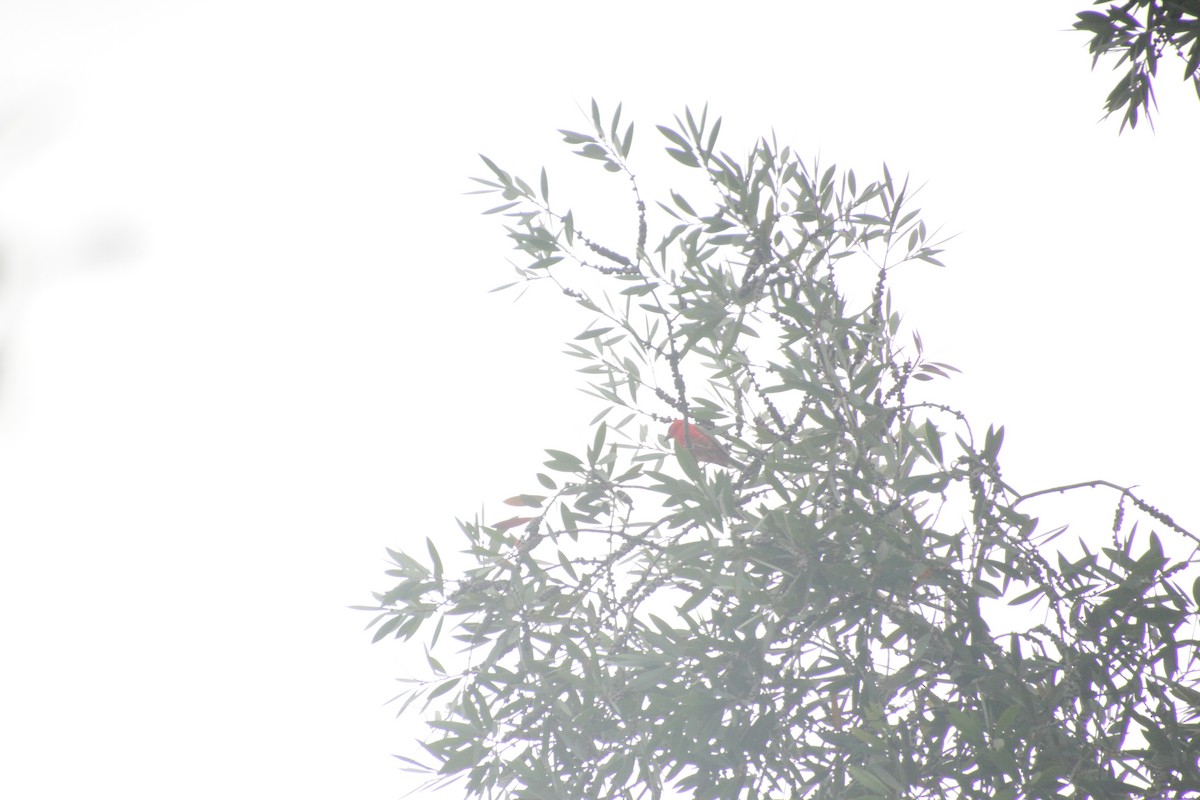 Red Fody - ML611994434