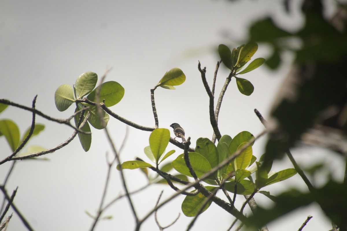 Madagascar Munia - Guillaume Calcagni