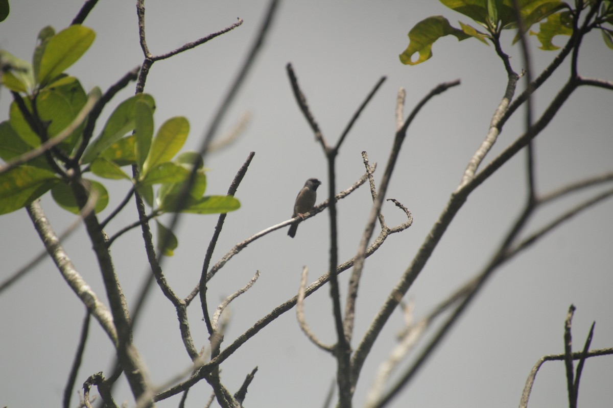 Madagascar Munia - ML611994436