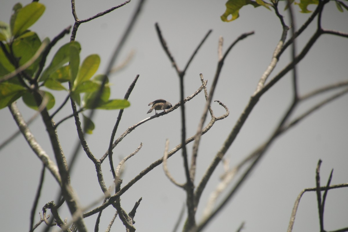 Madagascar Munia - ML611994437