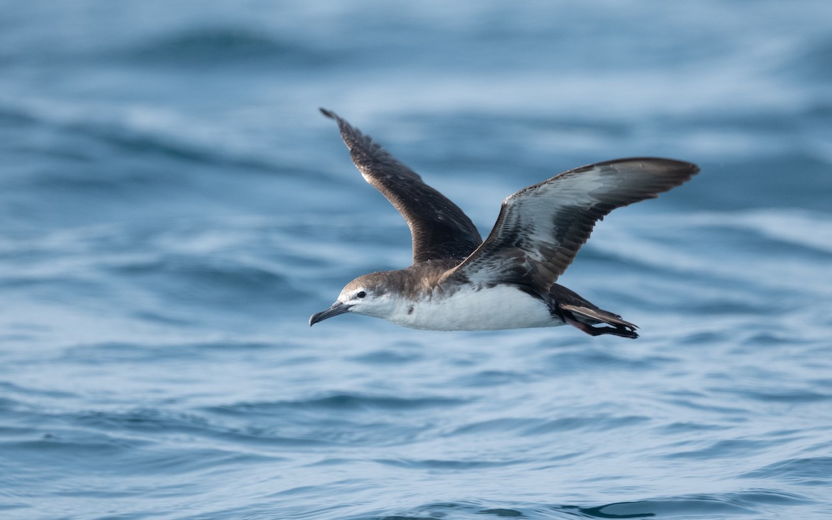 Persian Shearwater - ML611994461