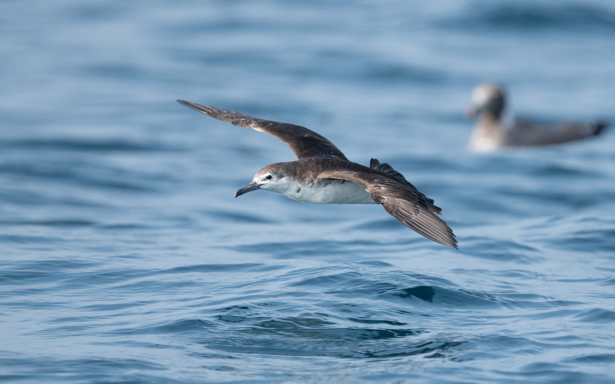 Persian Shearwater - ML611994464
