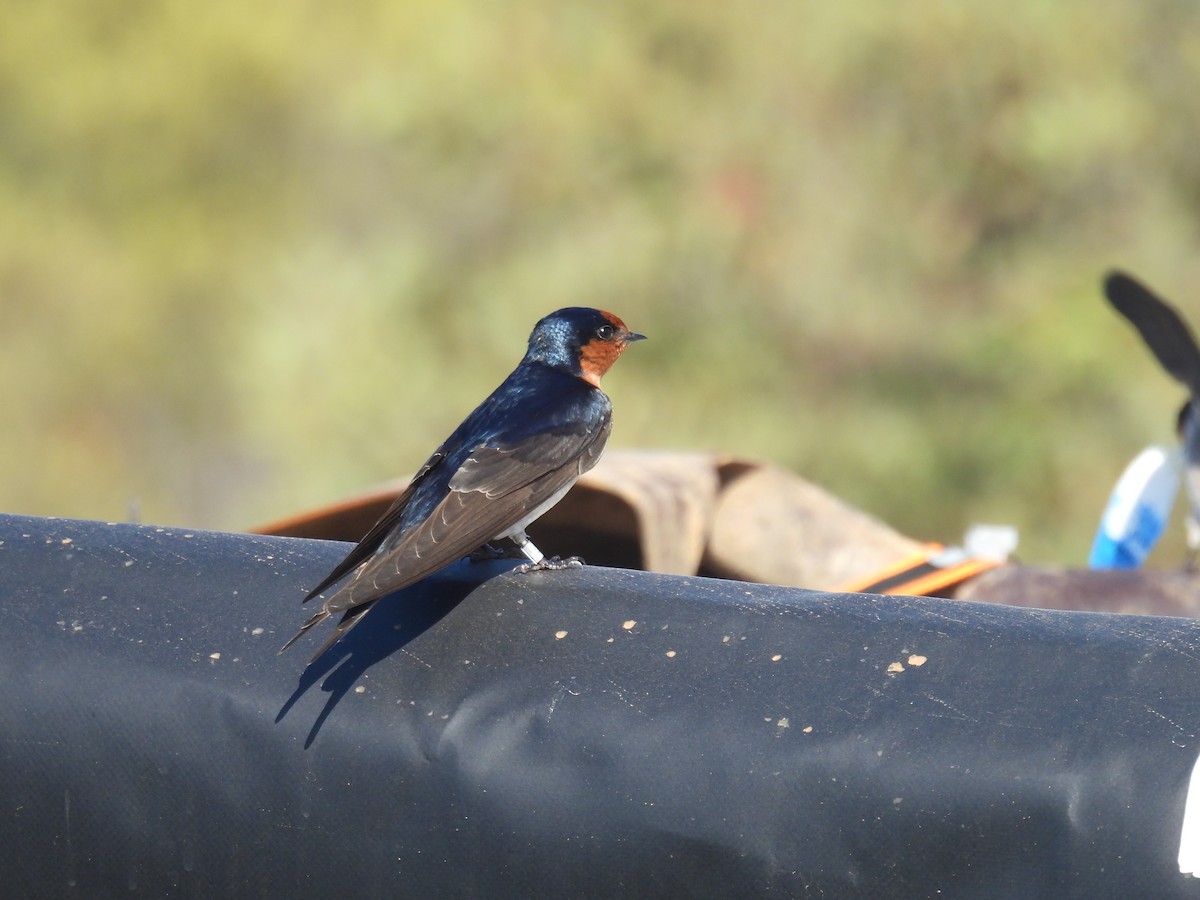 Hirondelle messagère - ML611994465