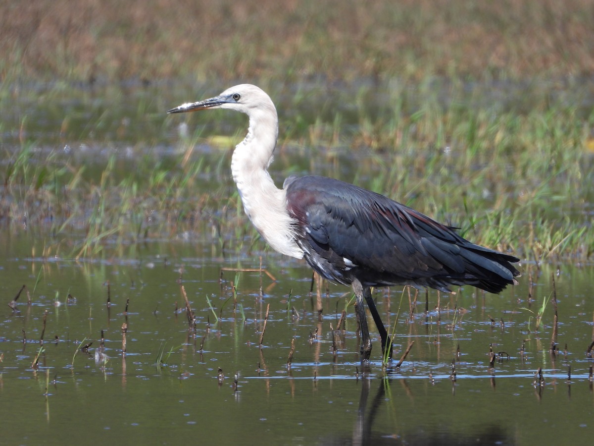 Garza Cuelliblanca - ML611994513