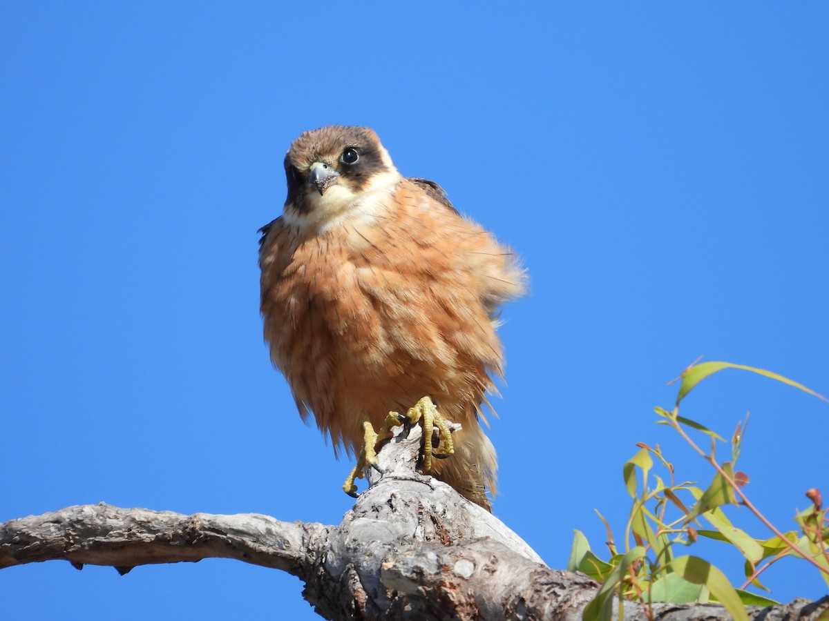 Australian Hobby - Chris & Derek