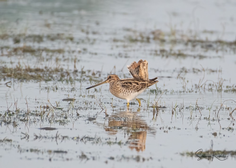 Common Snipe - Soumya Kundu