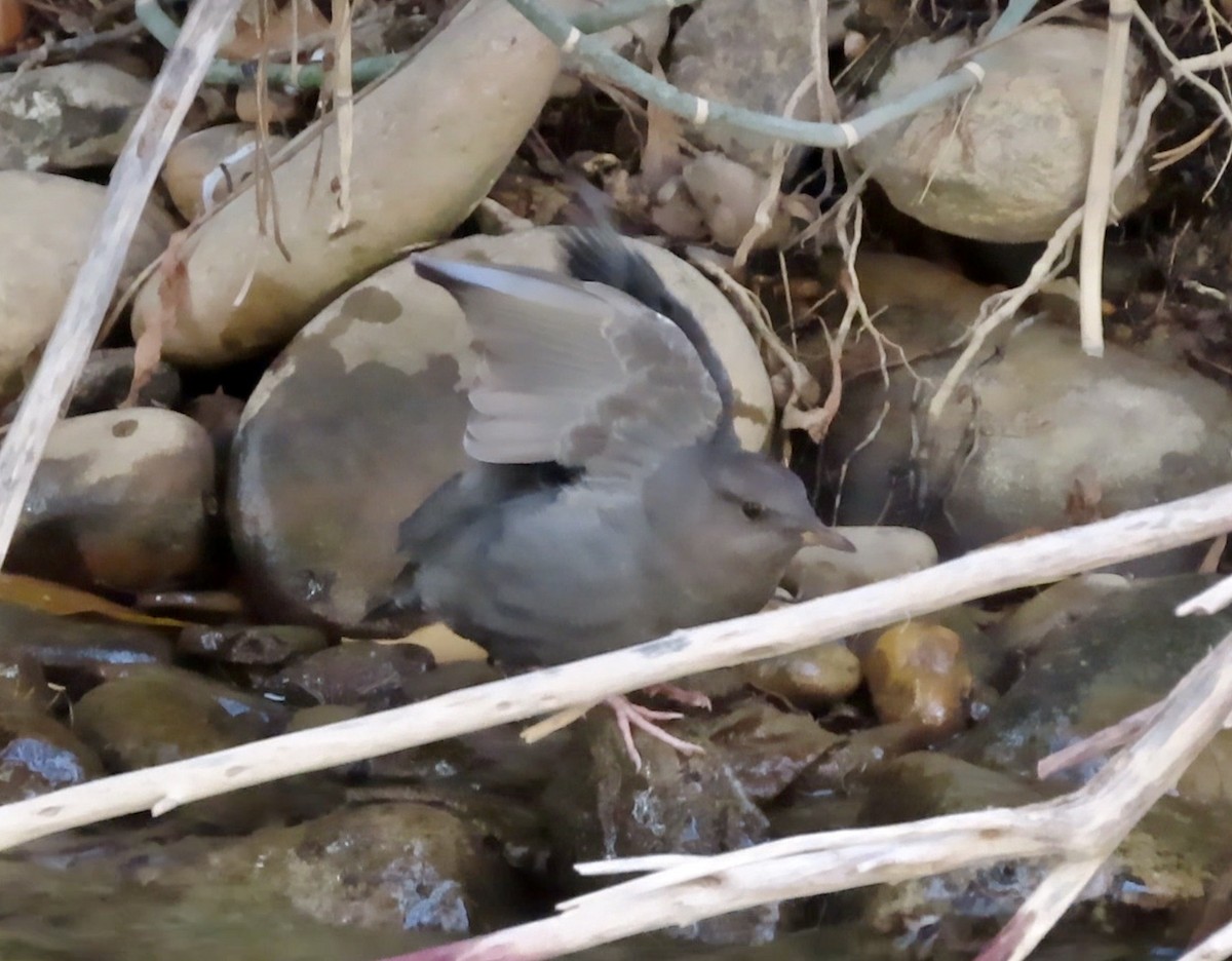 American Dipper - ML611994571