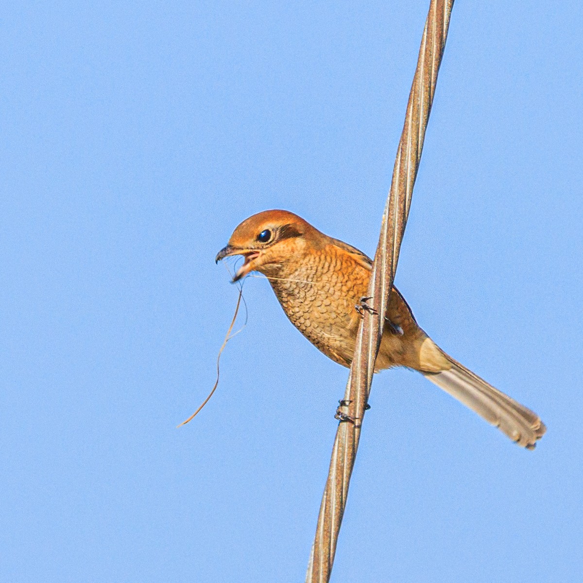 Bull-headed Shrike - ML611994603