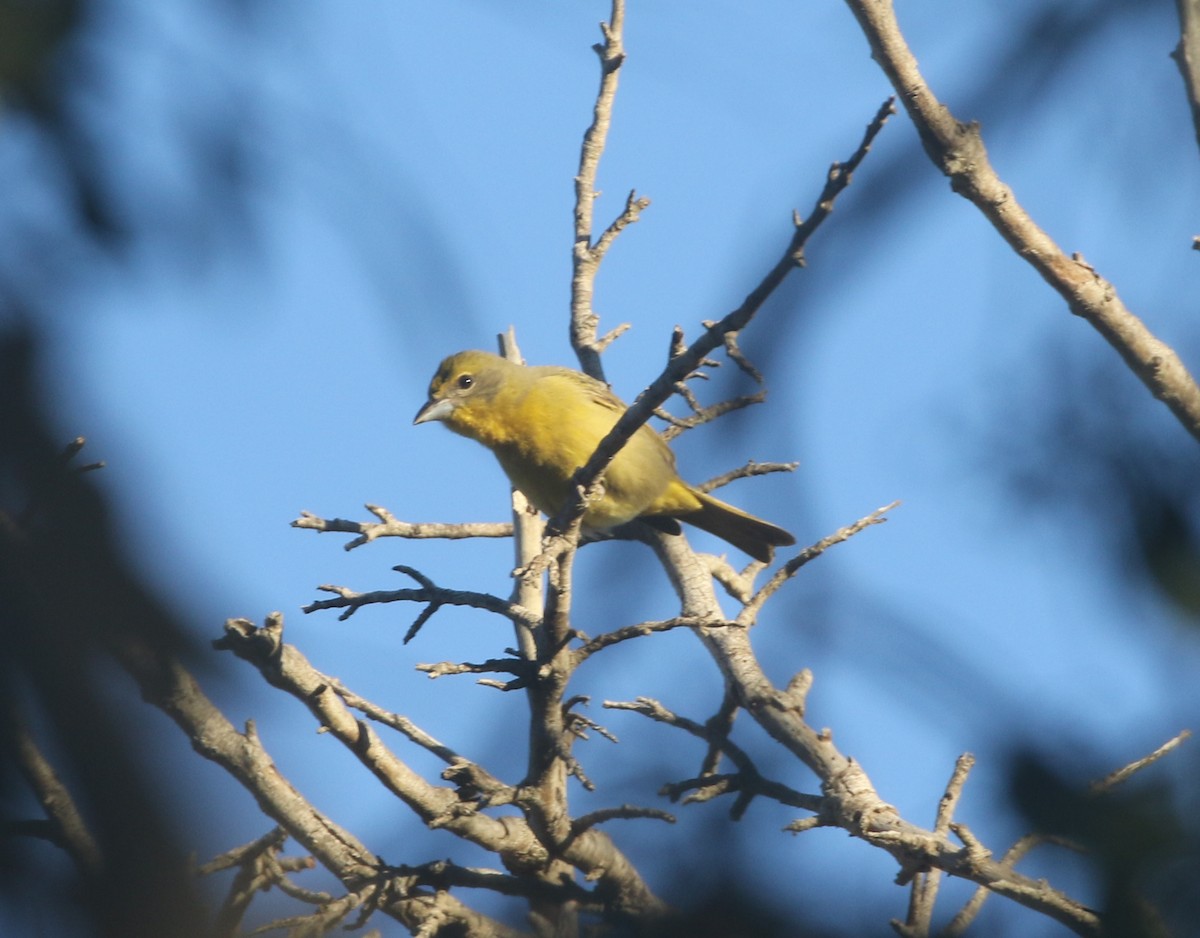 Hepatic Tanager - ML611994745