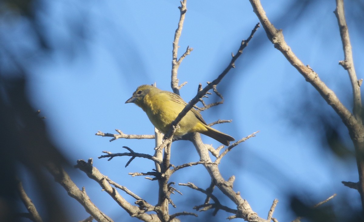 Hepatic Tanager - ML611994746