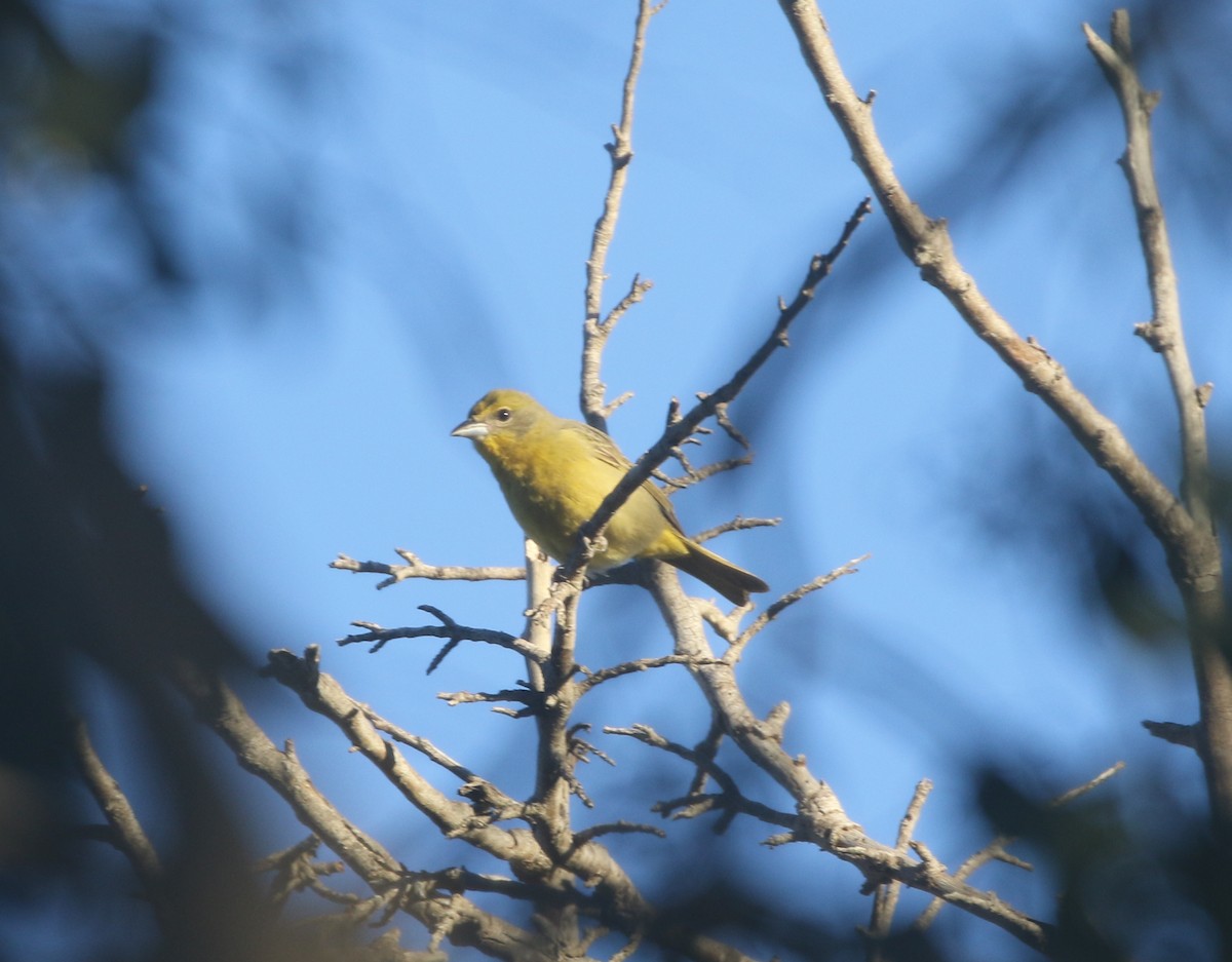Hepatic Tanager - ML611994748