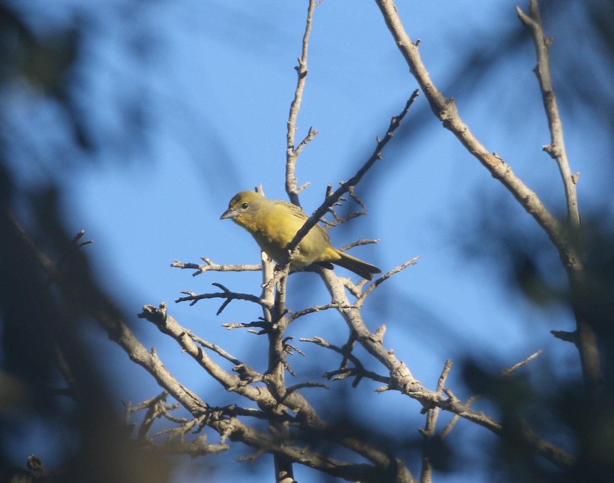 Hepatic Tanager - ML611994749