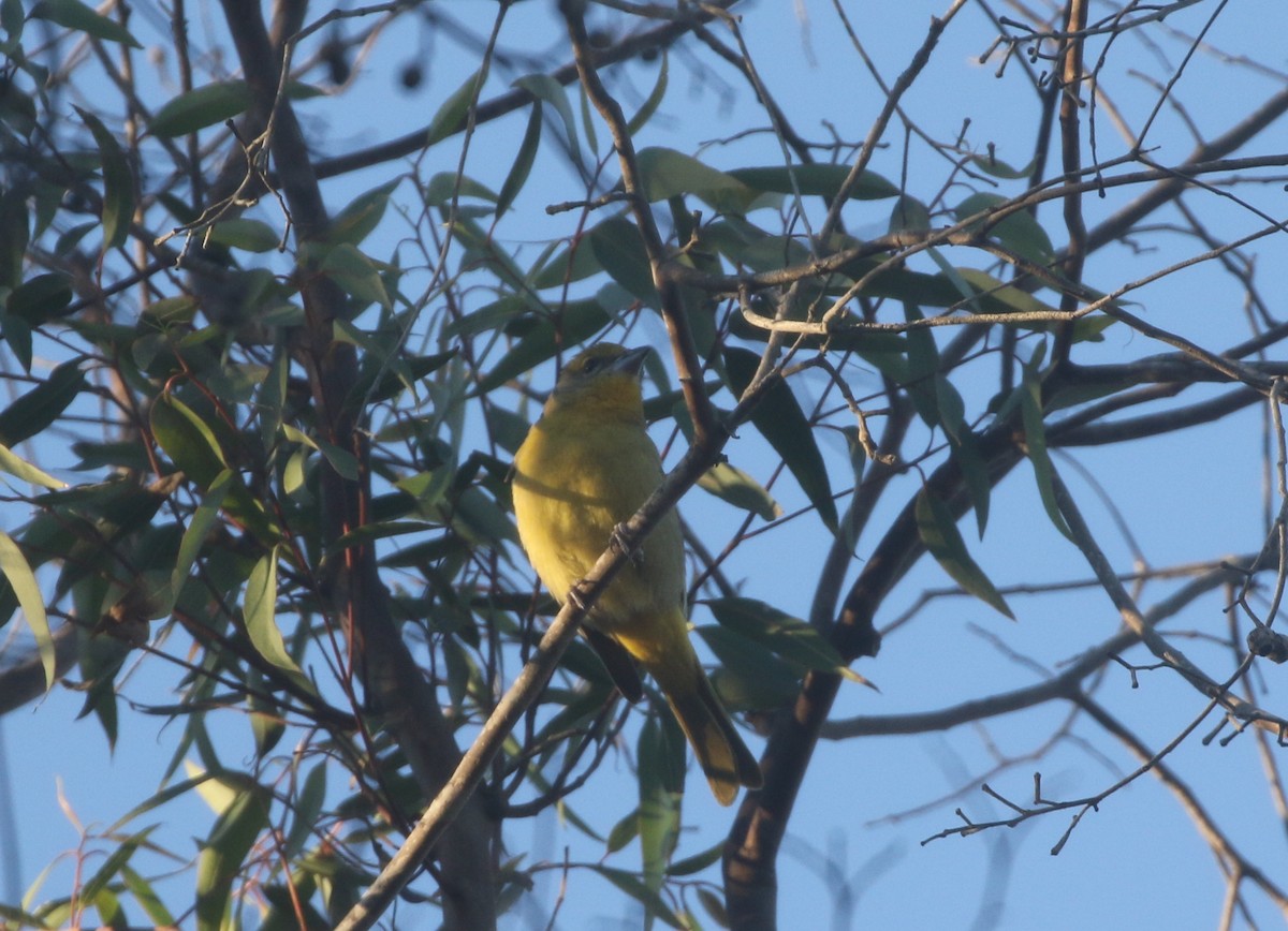 Hepatic Tanager - ML611994750