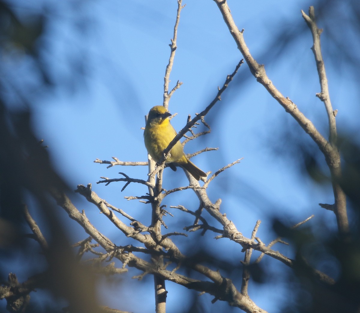 Hepatic Tanager - ML611994752