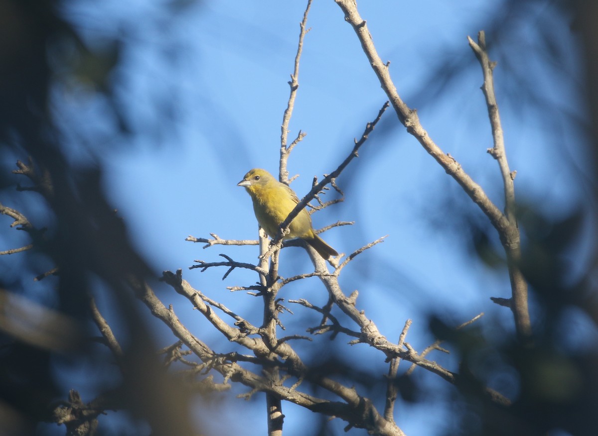 Hepatic Tanager - ML611994753