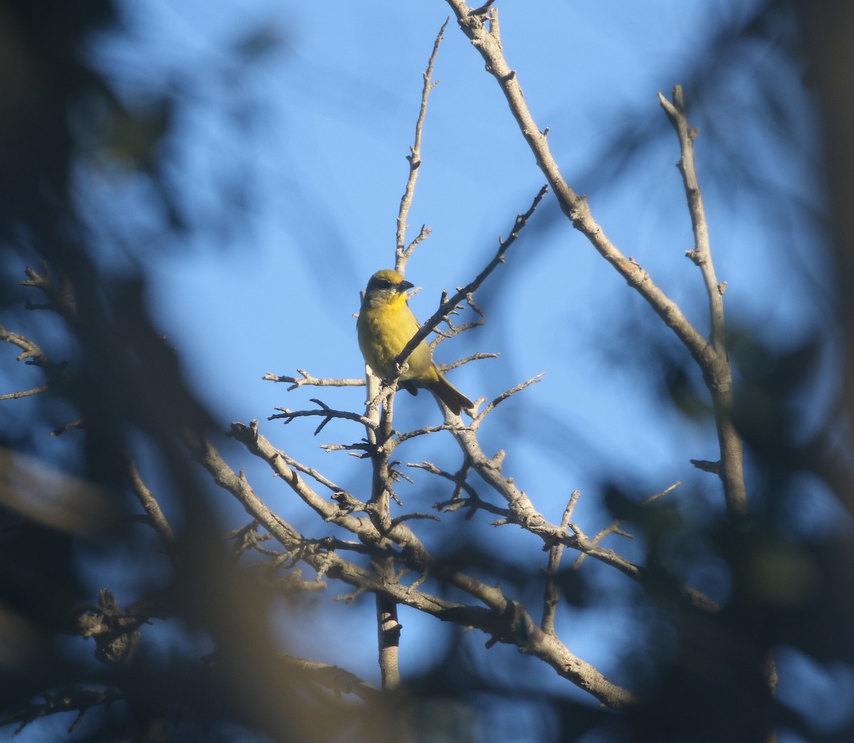 Hepatic Tanager - ML611994754