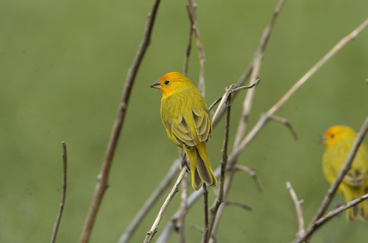 Saffron Finch - ML611994757