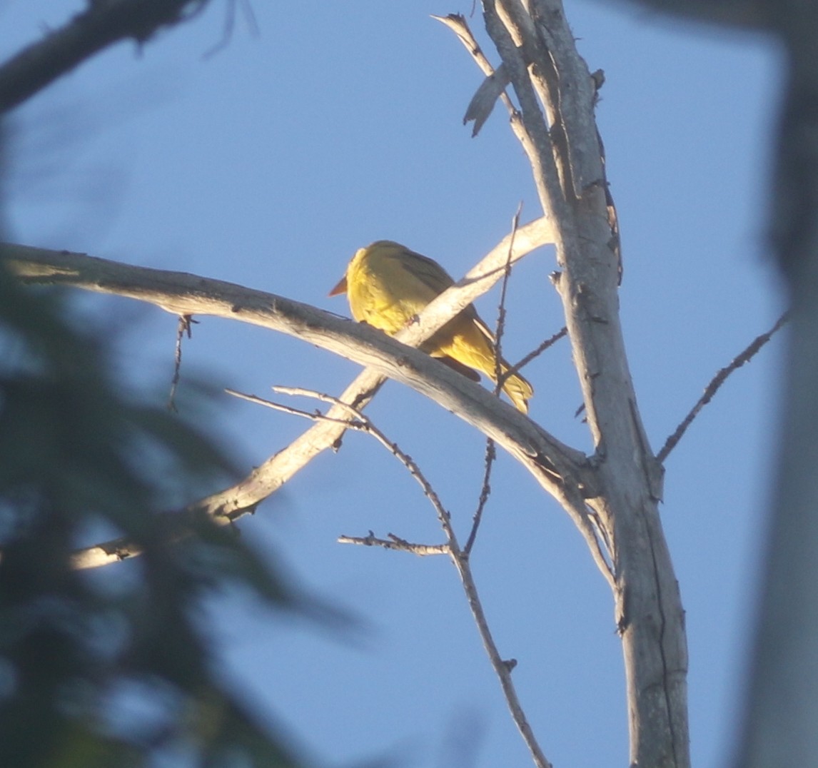 Summer Tanager - ML611994763