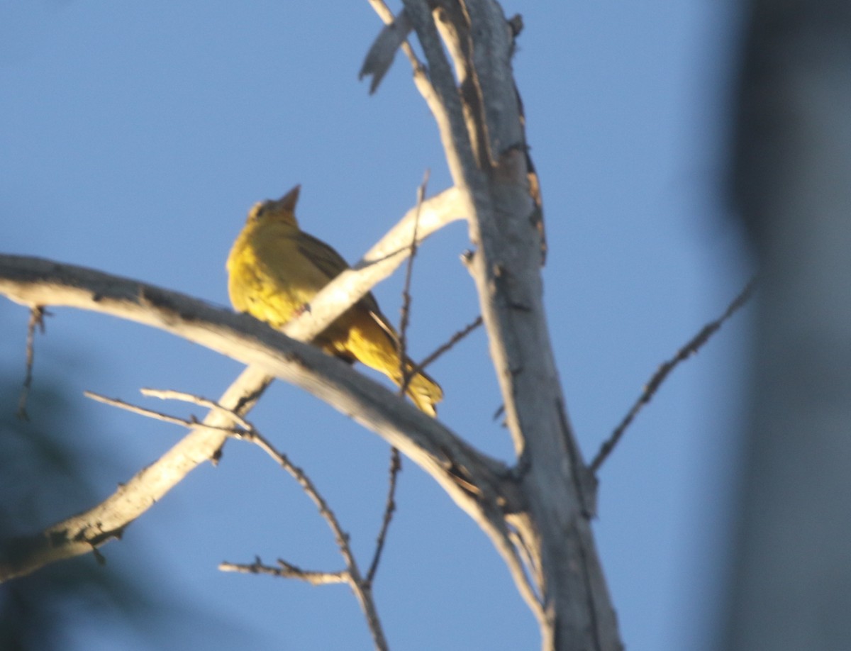 Summer Tanager - ML611994764