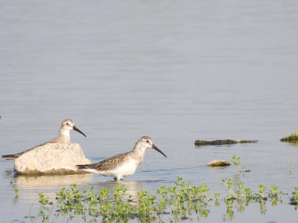 Curlew Sandpiper - ML611994765