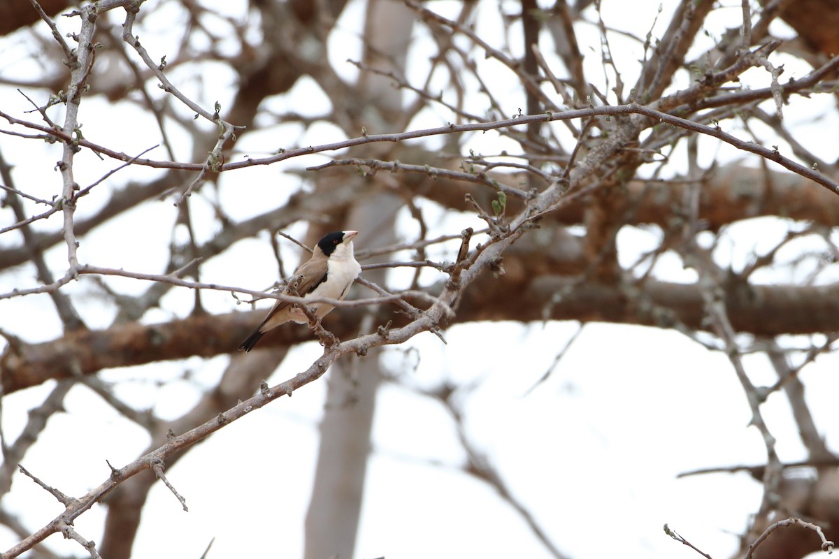 Black-capped Social-Weaver - ML611994766