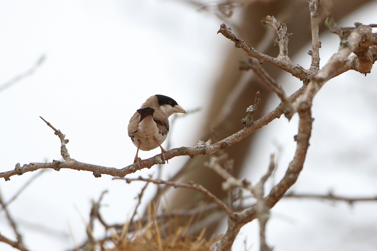 Black-capped Social-Weaver - ML611994767