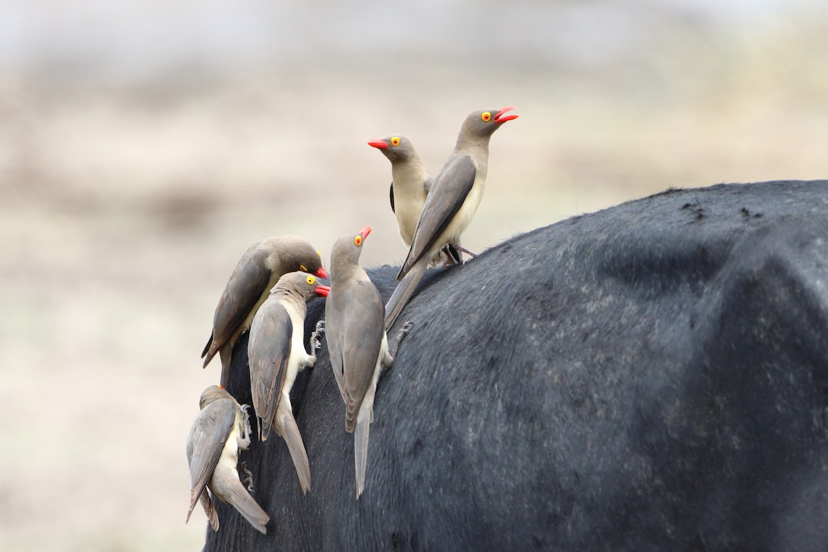 Red-billed Oxpecker - ML611994826