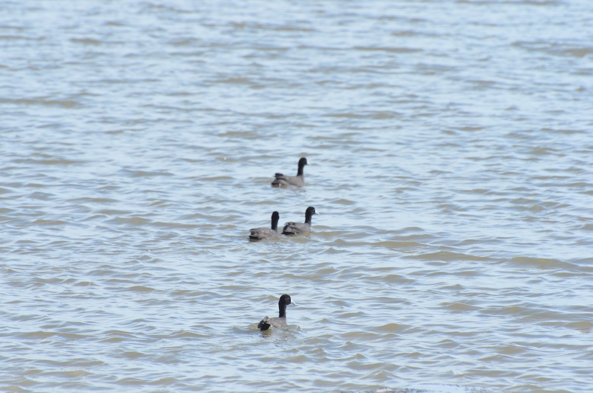 Red-knobbed Coot - ML611994836