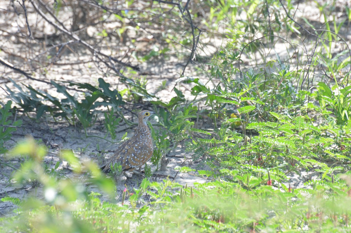 Burchell's Sandgrouse - ML611994856