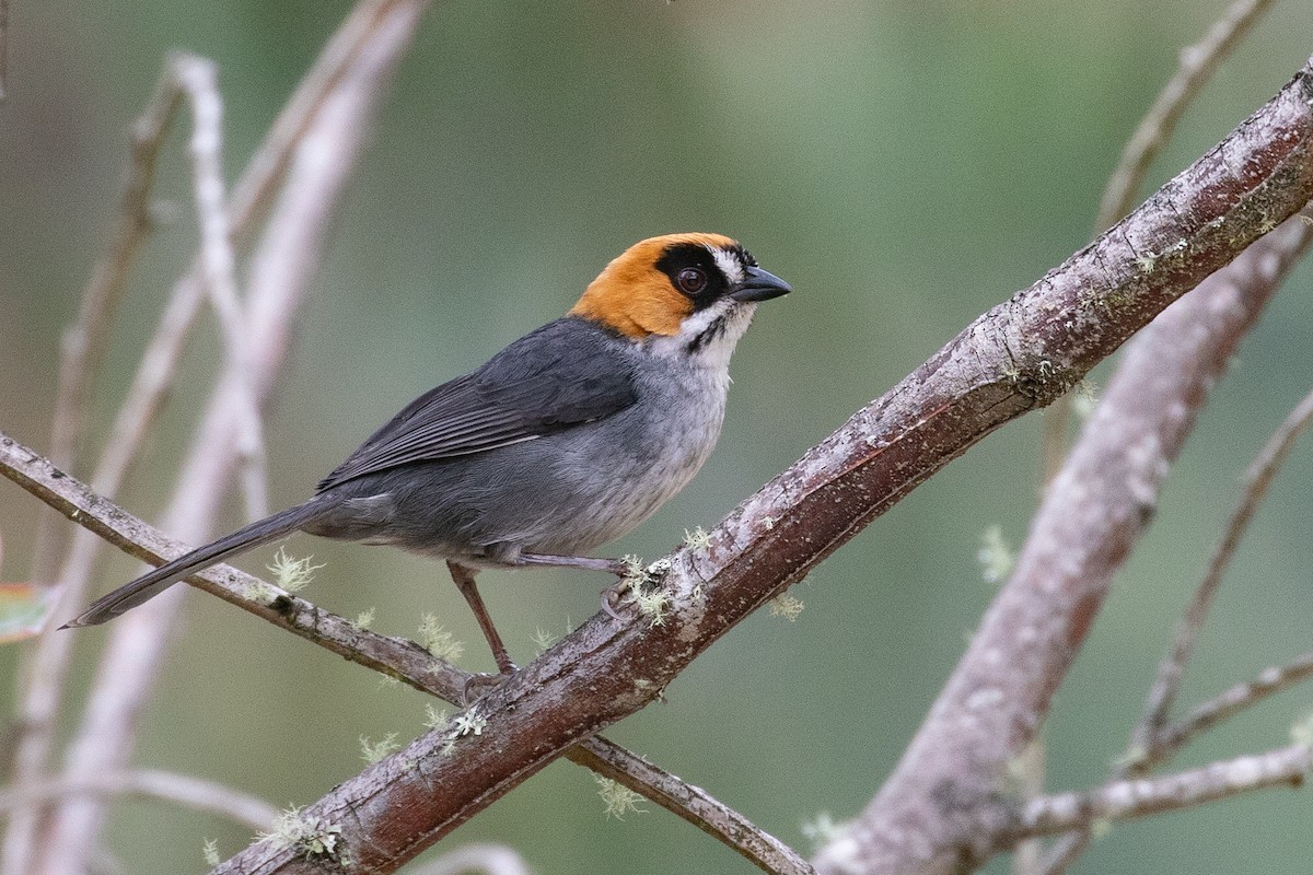 Black-spectacled Brushfinch - ML611994865