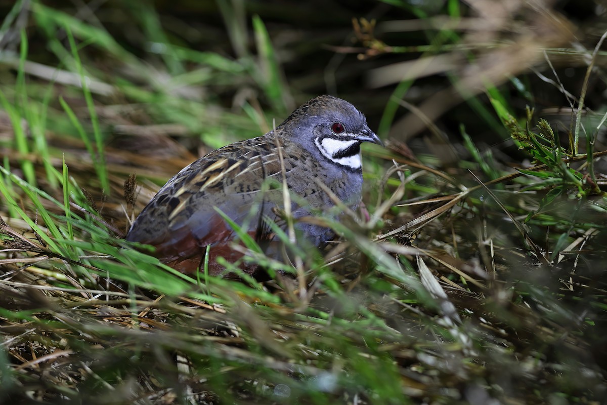 Blue-breasted Quail - ML611994881