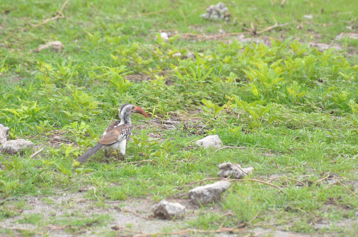 Southern Red-billed Hornbill - ML611994884