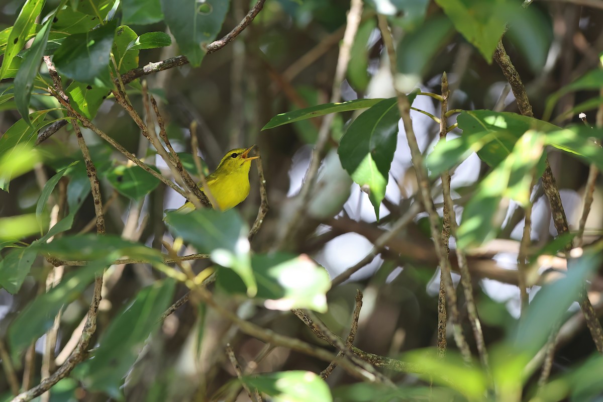 Hainan Leaf Warbler - ML611994896