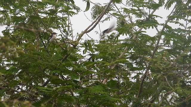 Minivet à ventre blanc - ML611994935