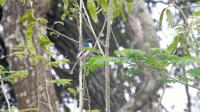 Minivet Ventriblanco - ML611994937