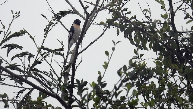 Minivet Ventriblanco - ML611994938