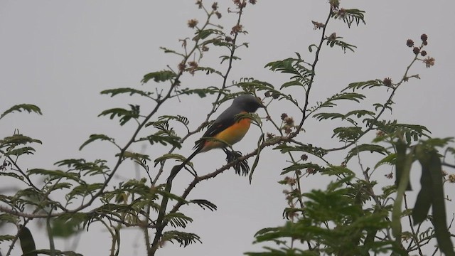 Minivet oranor - ML611994942