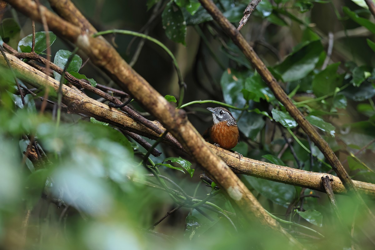 Spot-necked Babbler - ML611994947