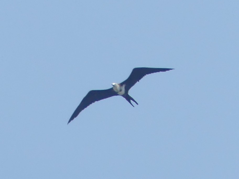 Lesser Frigatebird - ML611994951