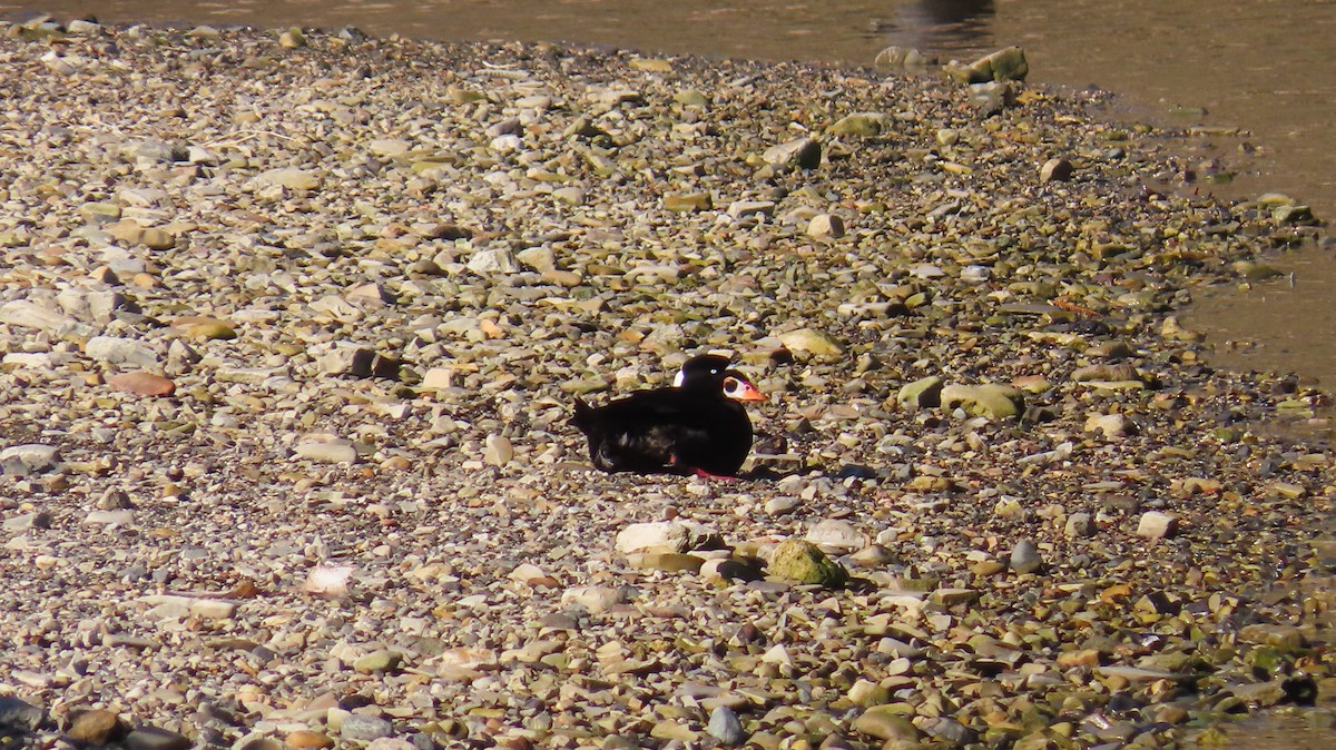 Surf Scoter - ML611994981