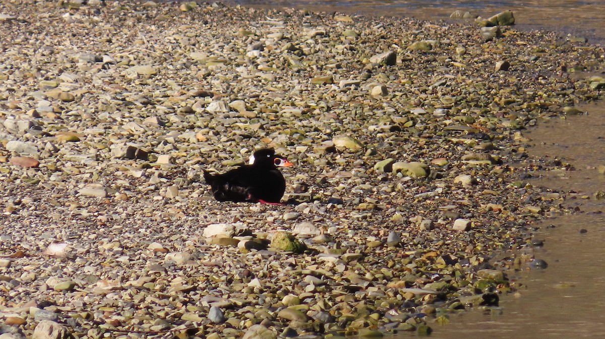 Surf Scoter - ML611994982