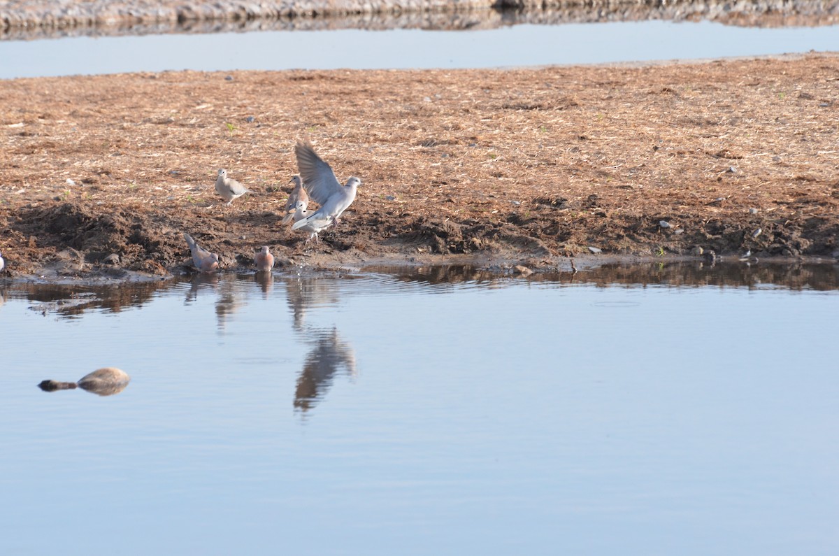 Ring-necked Dove - ML611994997