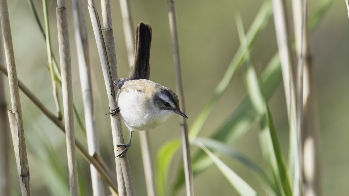 Moustached Warbler - ML611995038