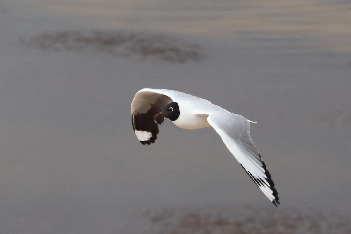 Andean Gull - ML611995049